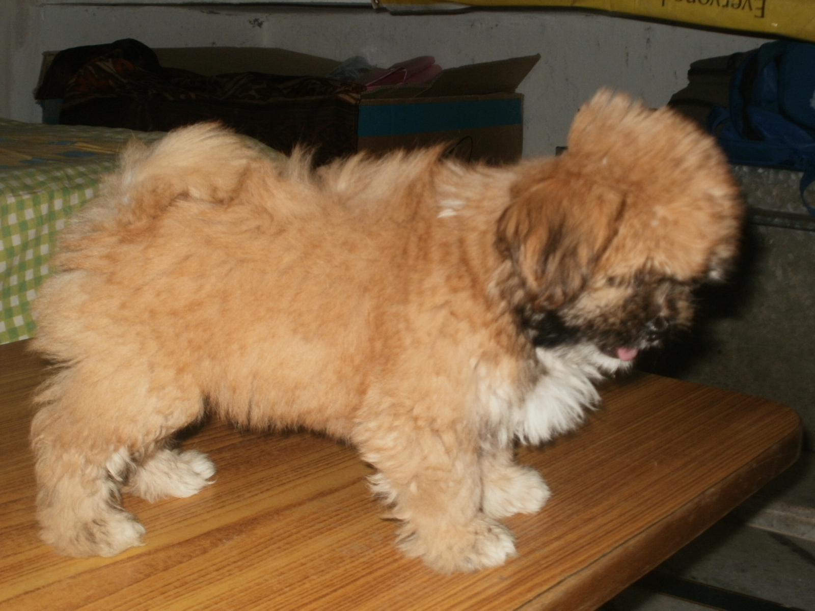 Lhasa Apso for Sale in Silchar
