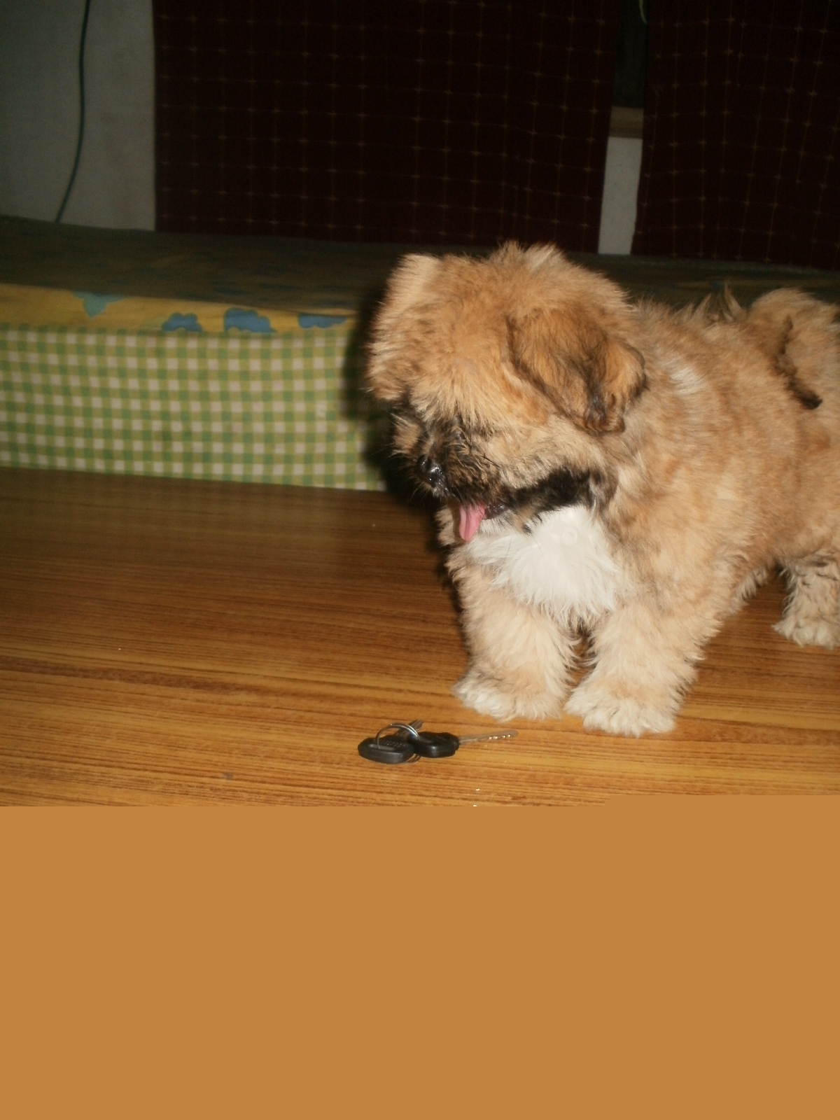Lhasa Apso for Sale in Green Park