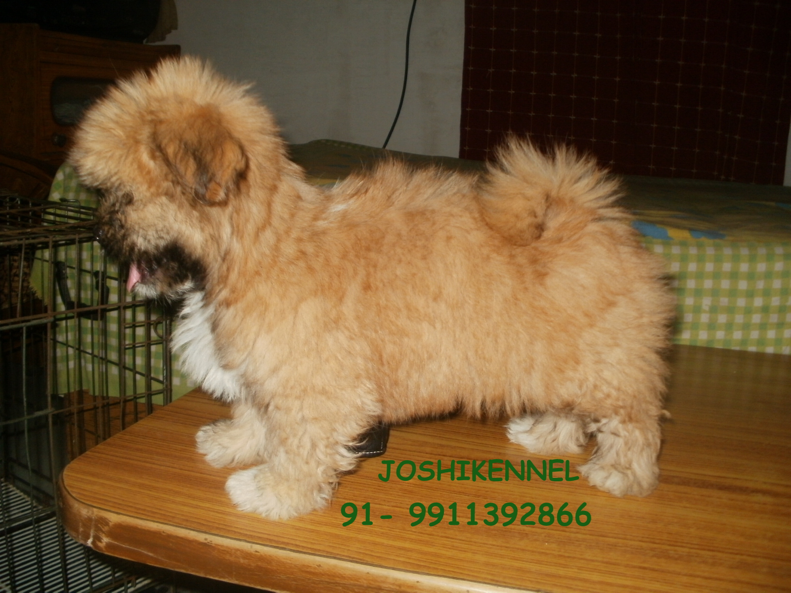 Lhasa Apso for Sale in Asansol