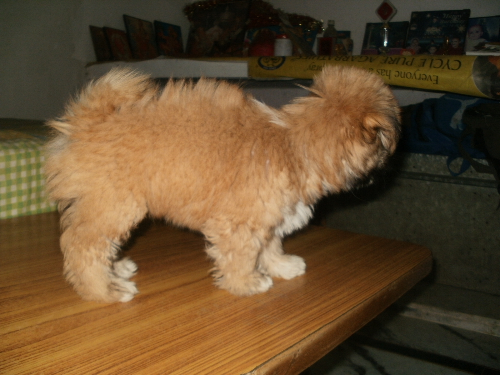 Lhasa Apso for Sale in Dhanbad