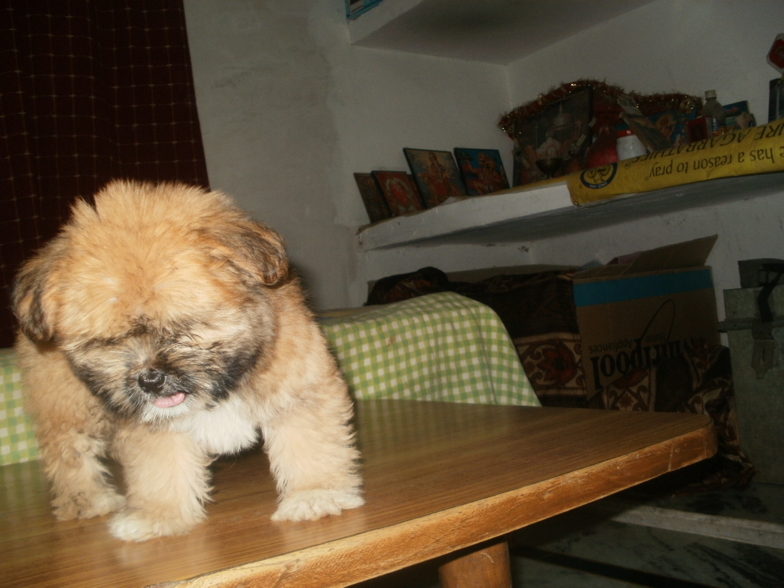 Lhasa Apso for Sale in Vivek Vihar