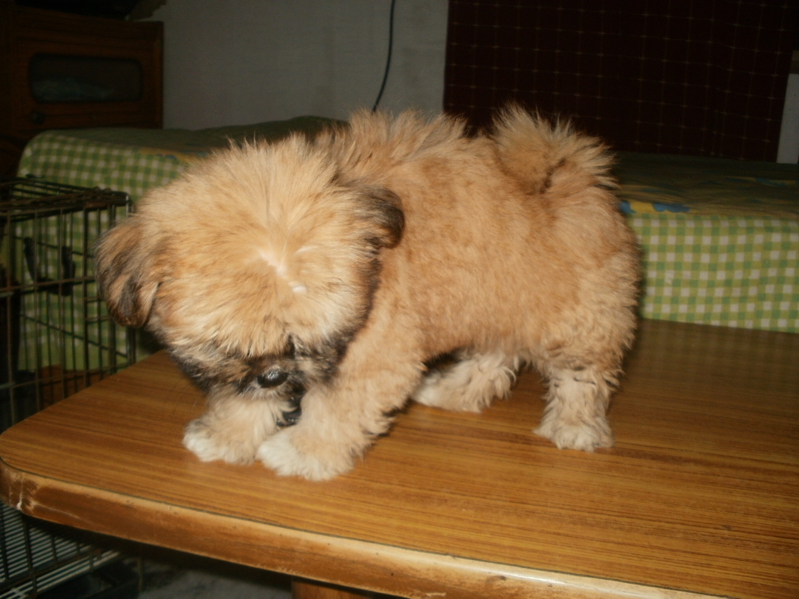 Lhasa Apso for Sale in Anand Vihar