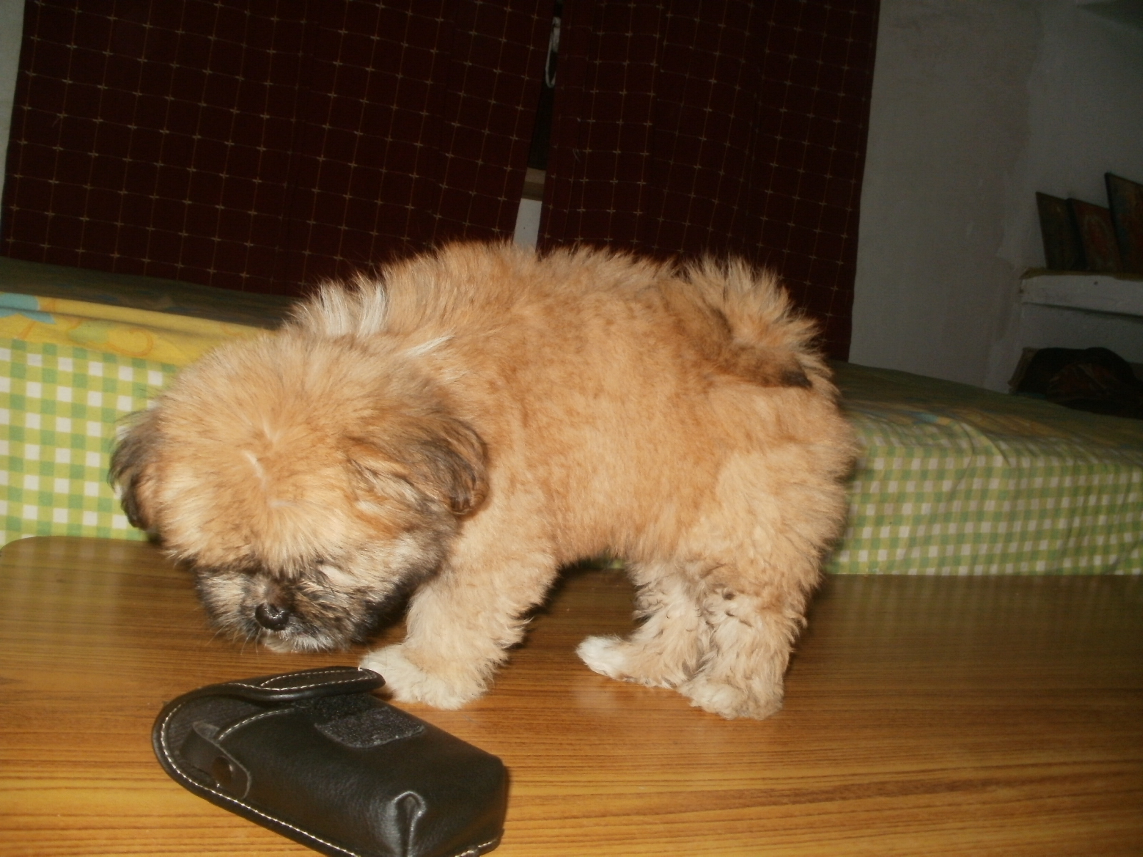 Lhasa Apso for Sale in Anantnag