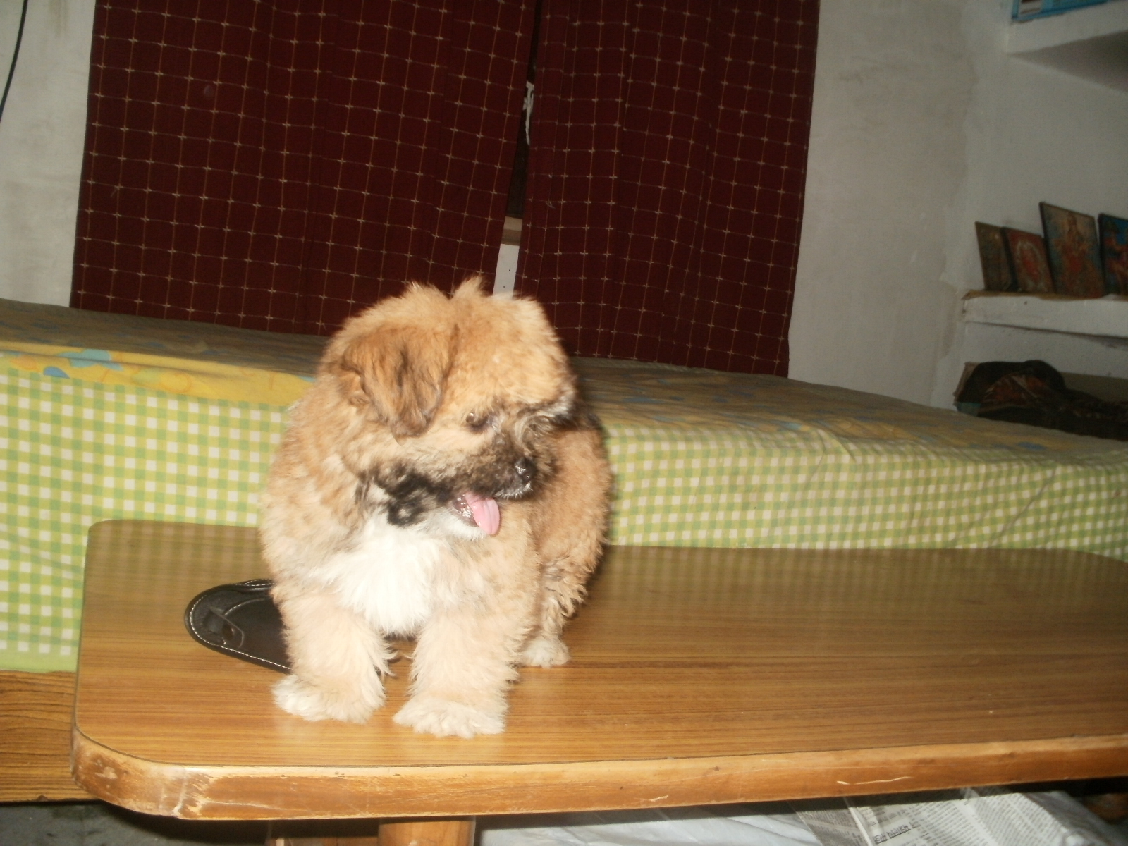 Lhasa Apso for Sale in Siliguri