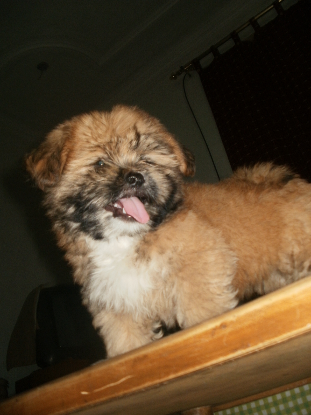 Lhasa Apso for Sale in Belgaum