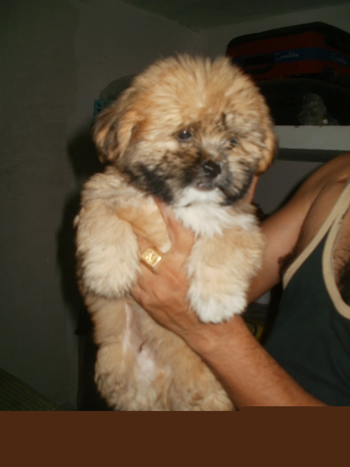Lhasa Apso for Sale in Jagdalpur