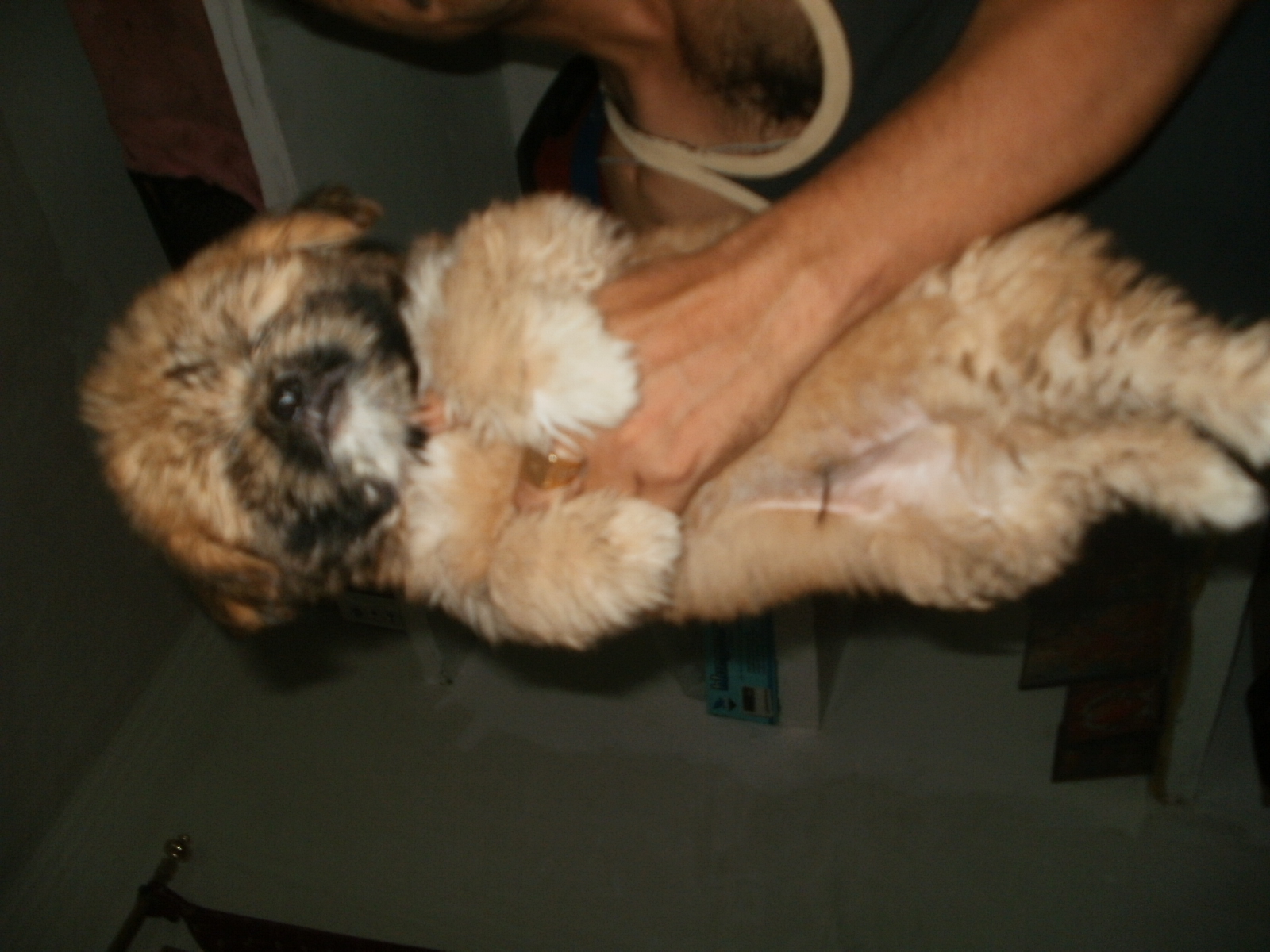 Lhasa Apso for Sale in Mayabunder