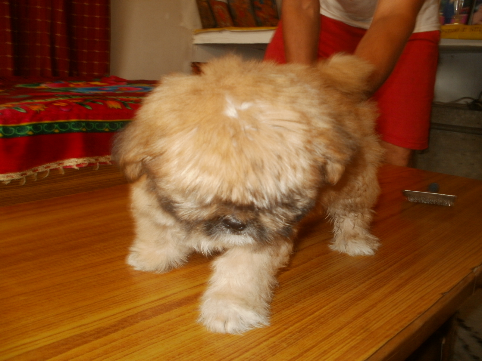 Lhasa Apso for Sale in Raipur