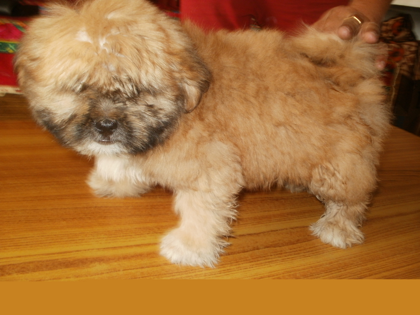 Lhasa Apso for Sale in Hyderabad