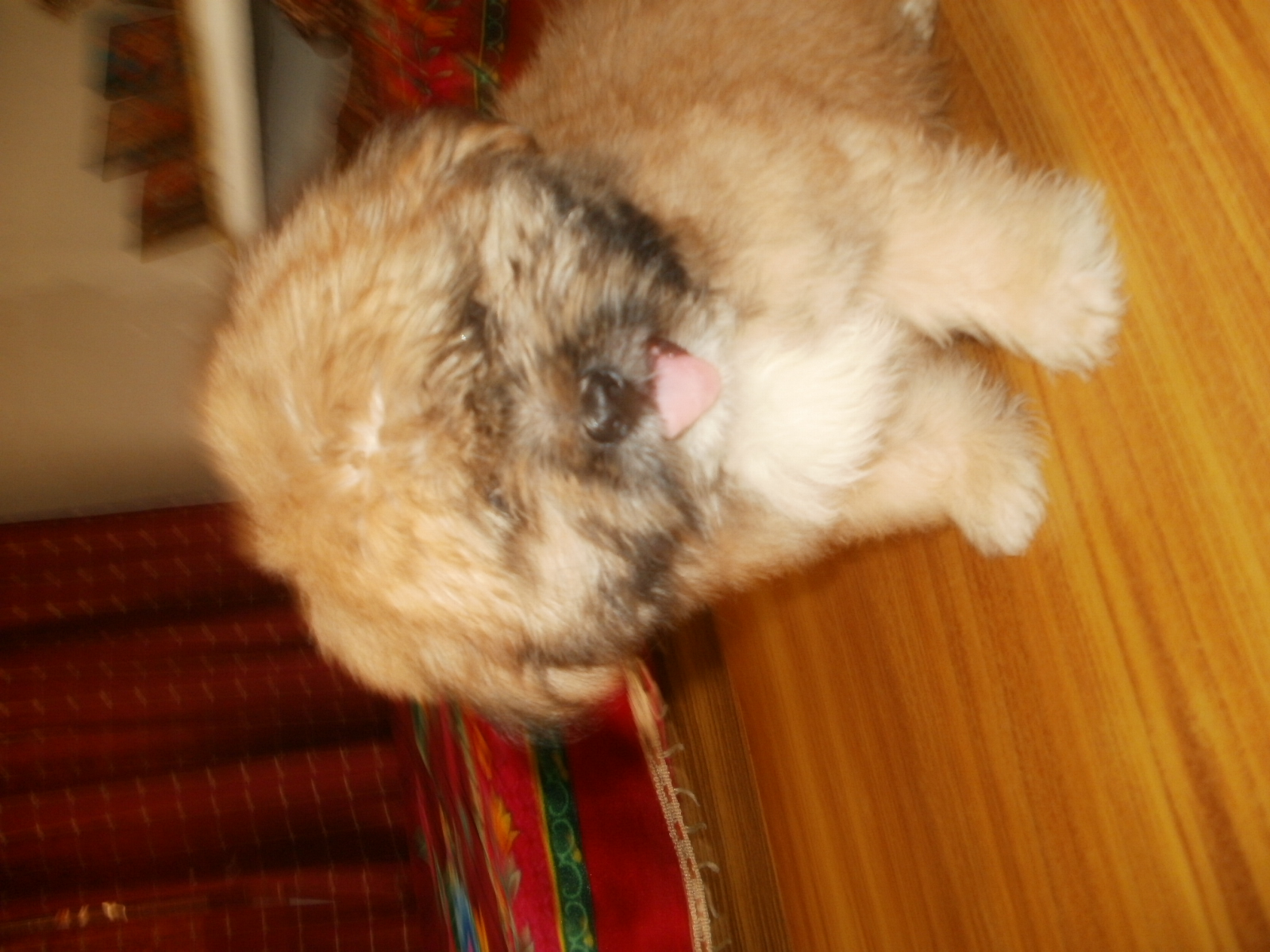 Lhasa Apso for Sale in Kollam