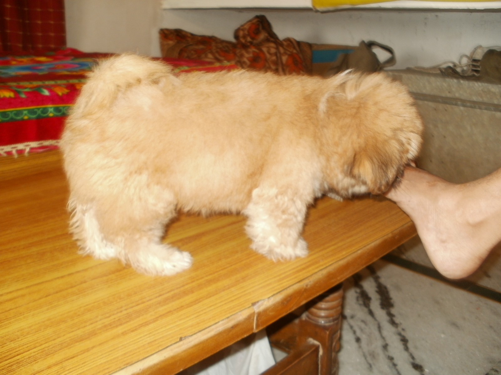 Lhasa Apso for Sale in Khammam
