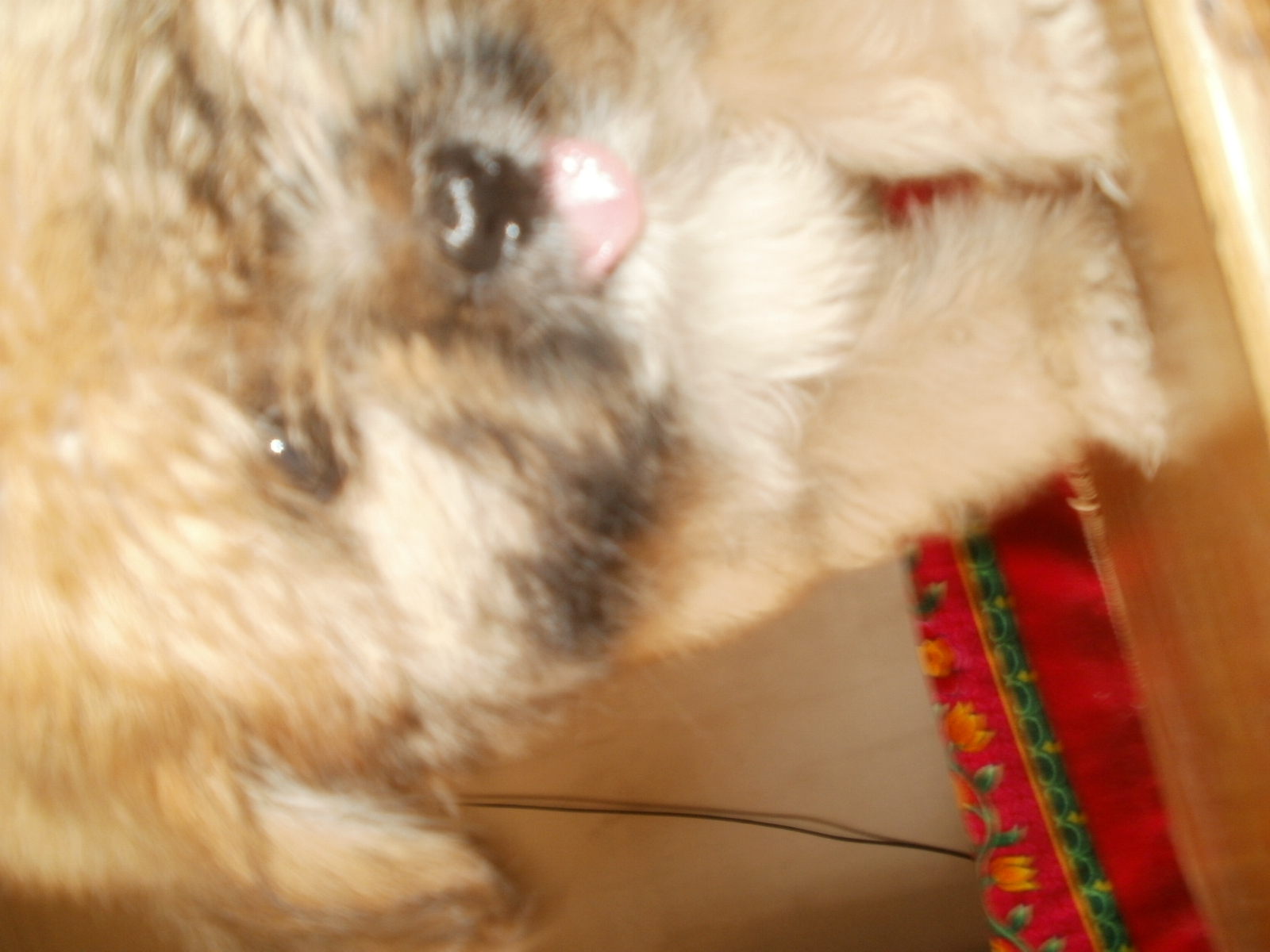Lhasa Apso for Sale in Kavaratti