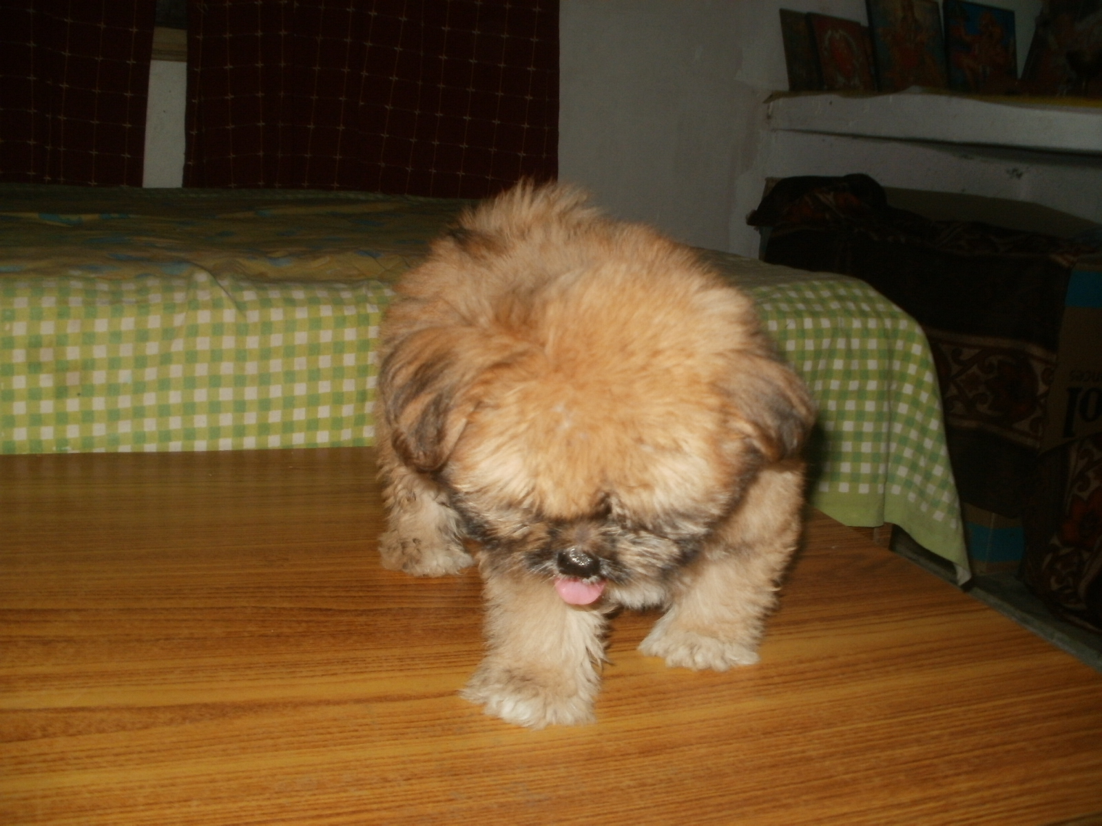 Lhasa Apso for Sale in Ashok Vihar