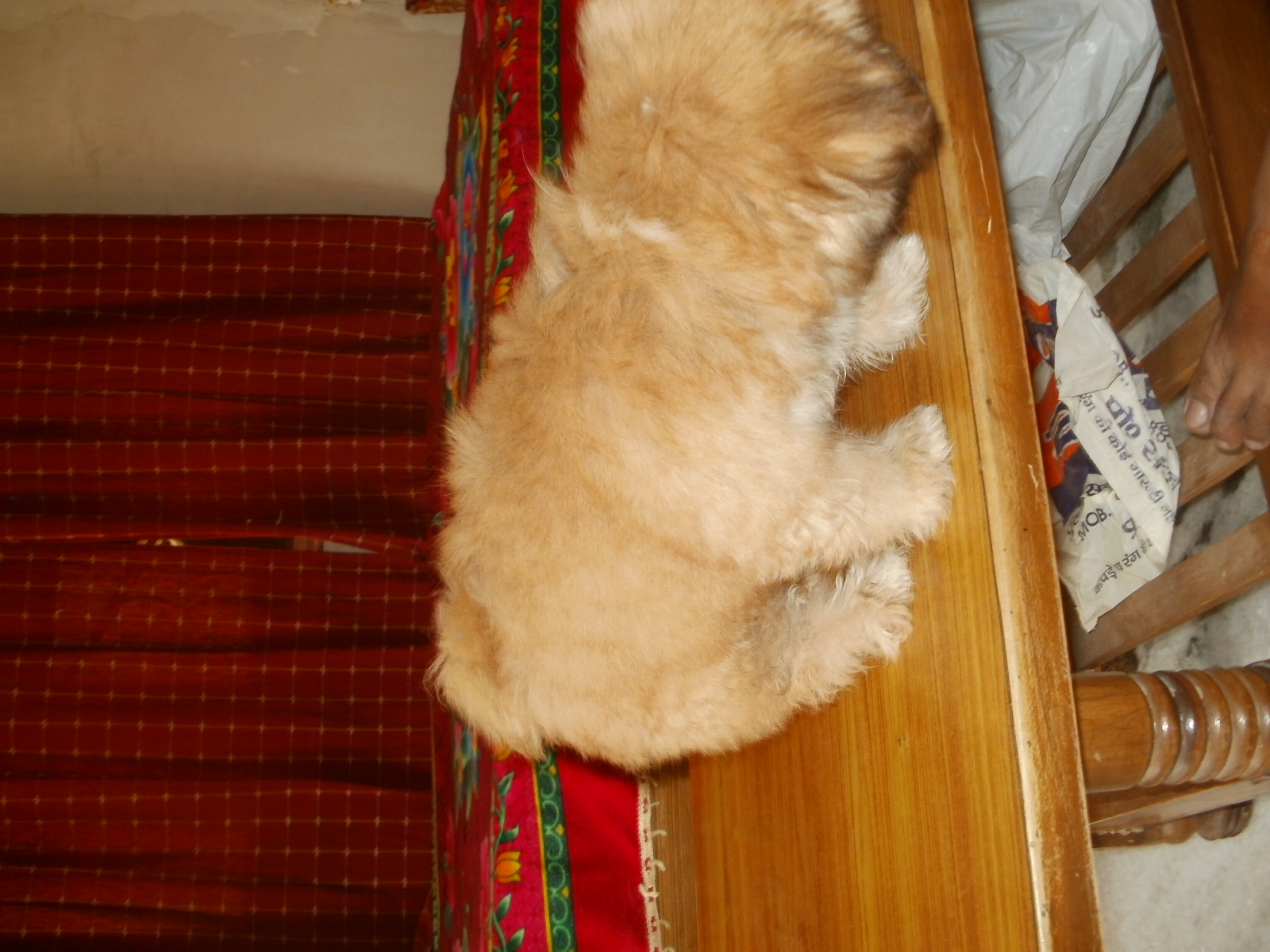 Lhasa Apso for Sale in Vasco da Gama