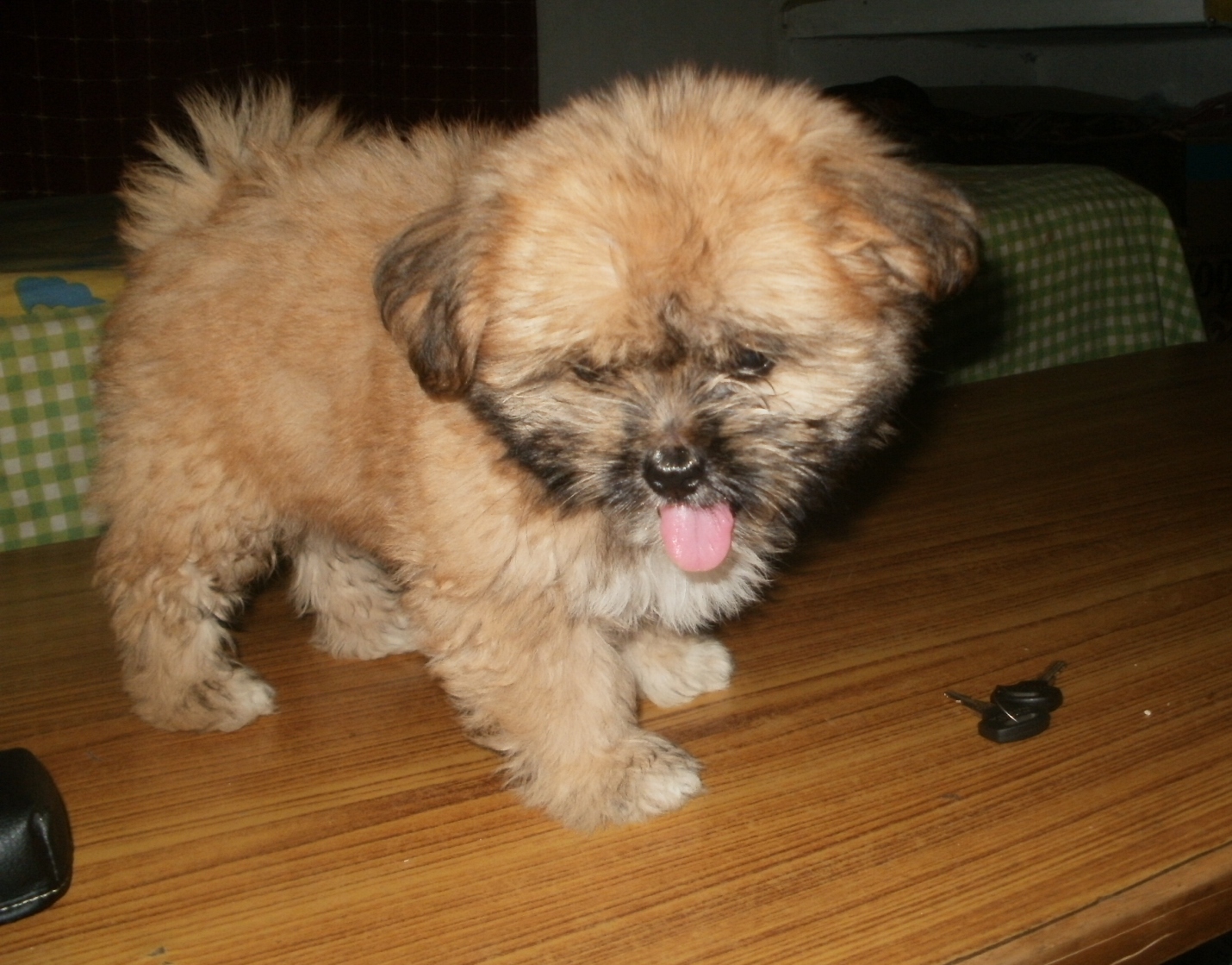 Lhasa Apso for Sale in Surat