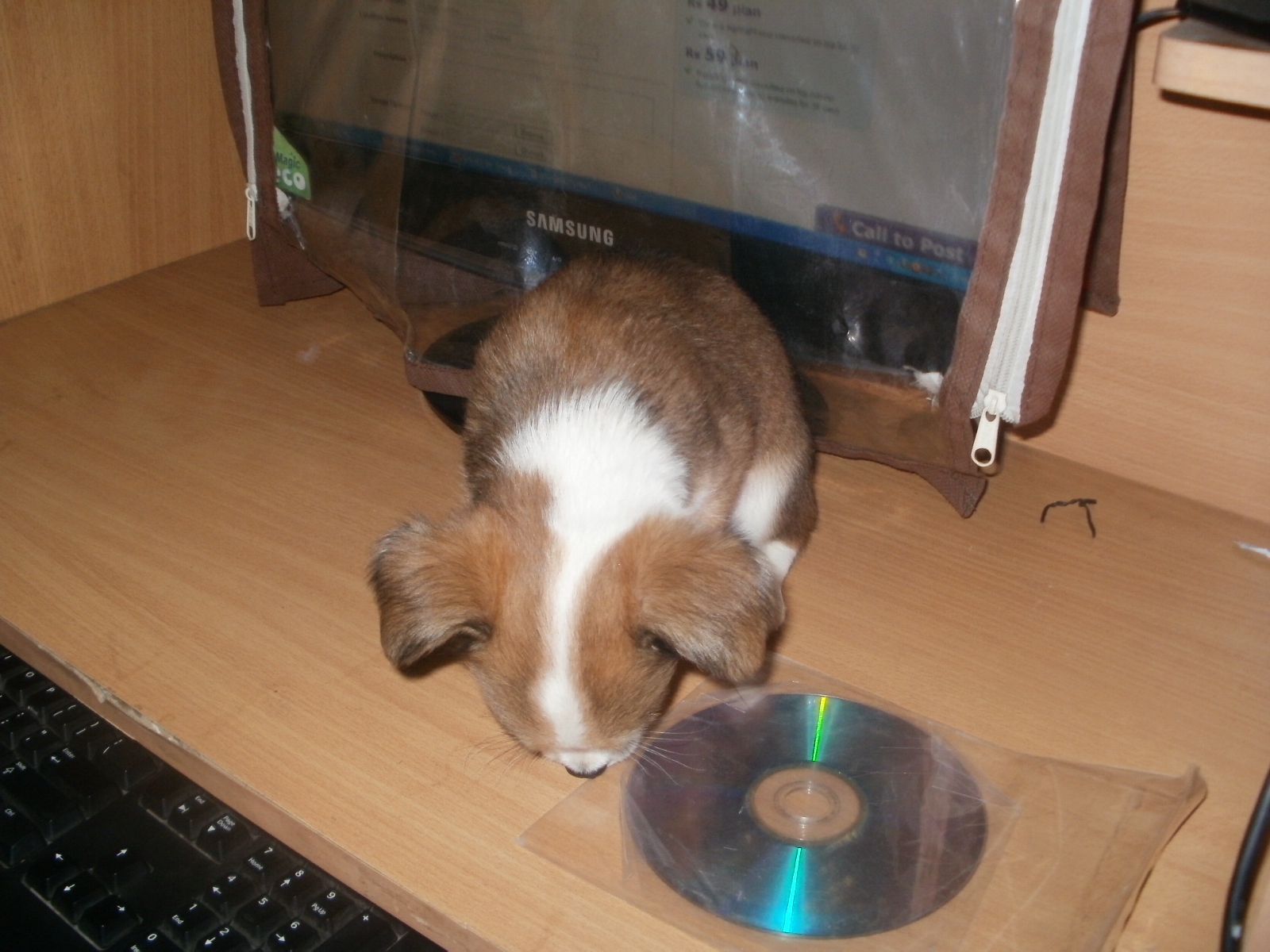 Lhasa Apso for Sale in Preet Vihar