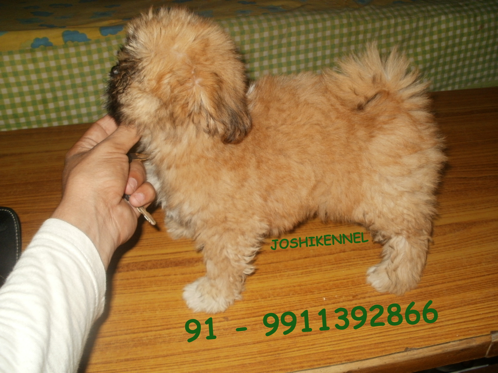 Lhasa Apso for Sale in Mumbai