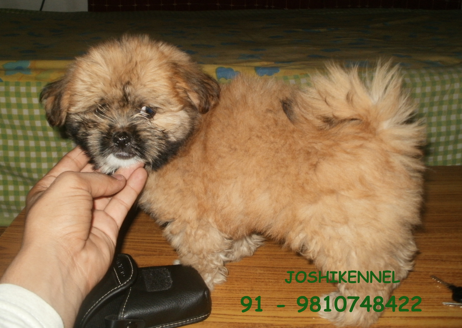 Lhasa Apso for Sale in Chittaranjan Park