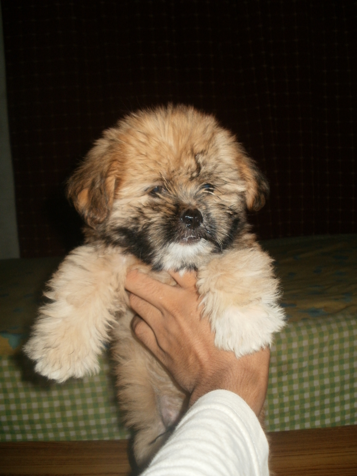 Lhasa Apso for Sale in Civil Lines