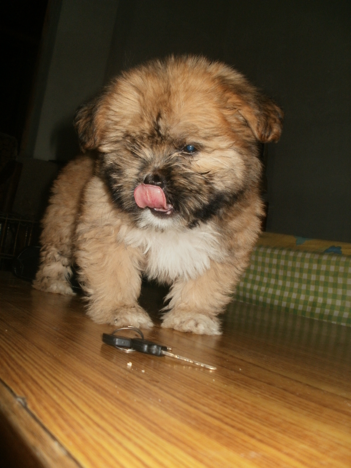 Lhasa Apso for Sale in Pune