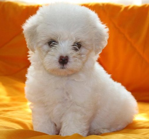 Maltese Puppies For Sale in Delhi