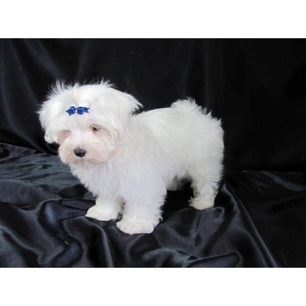 Maltese Puppies For Sale in Agra