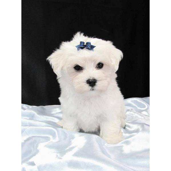 Maltese Puppies For Sale in Varanasi