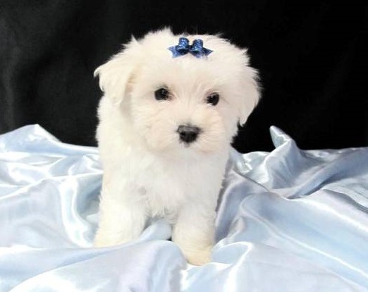 Maltese Puppies For Sale in Surat
