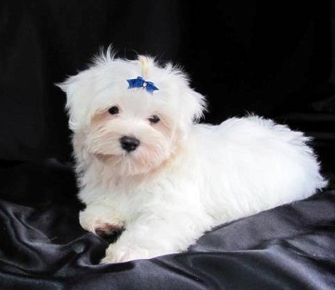 Maltese Puppies For Sale in Lucknow