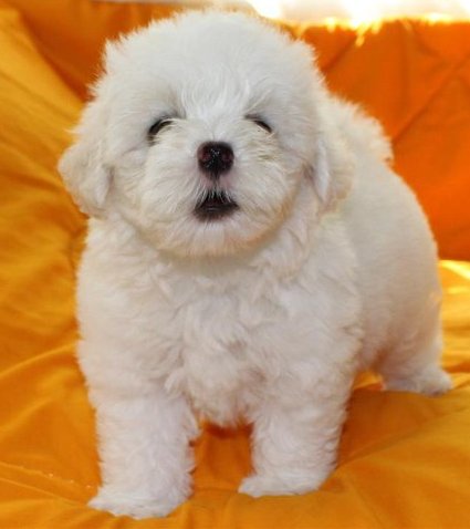 Maltese Puppies For Sale in Udaipur