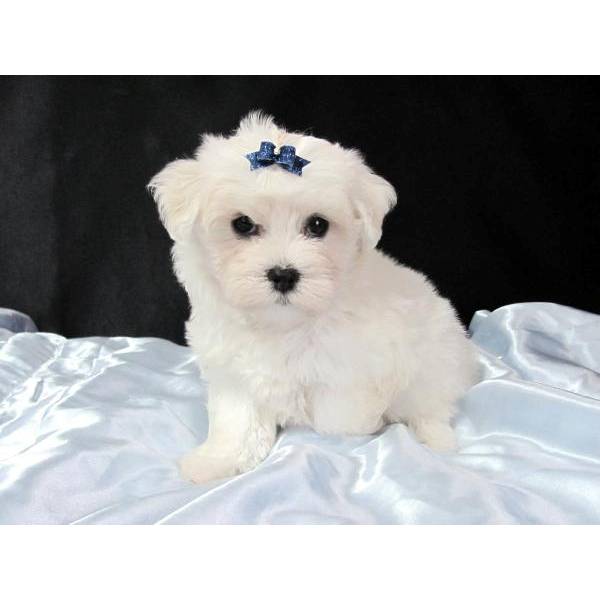 Maltese Puppies For Sale in Indore
