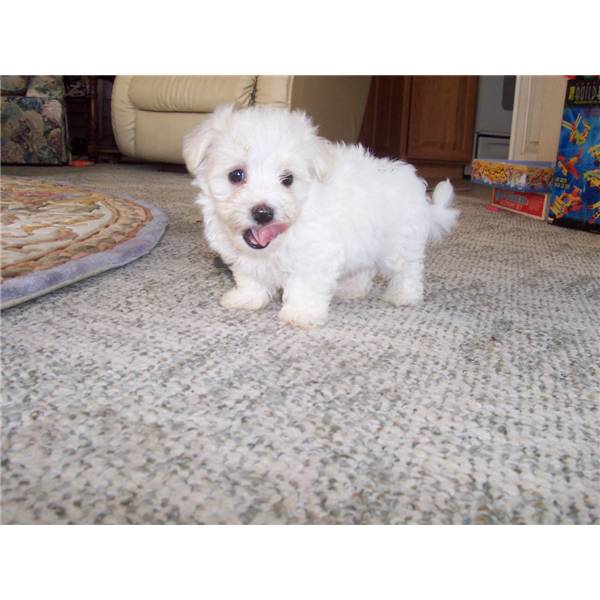 Maltese Puppies For Sale in Chandigarh