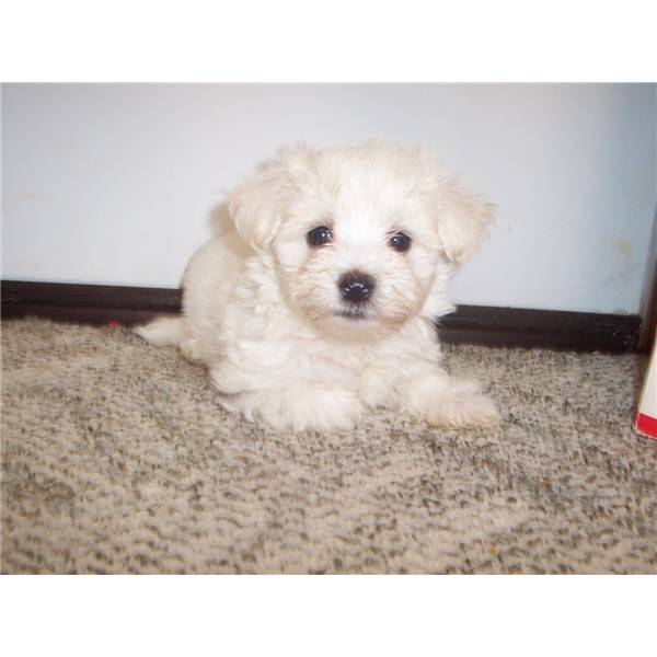 Maltese Puppies For Sale in Visakhapatnam