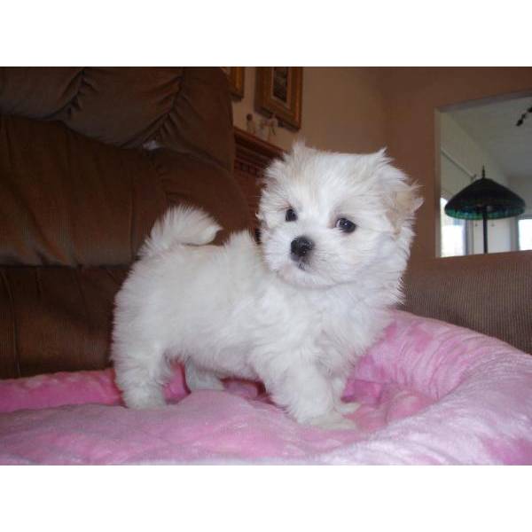 Maltese Puppies For Sale in Mysuru