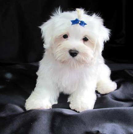 Maltese Puppies For Sale in Jodhpur