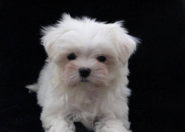 Maltese Puppies For Sale in Shimla