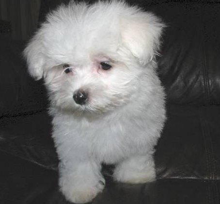 Maltese Puppies For Sale in Nagpur