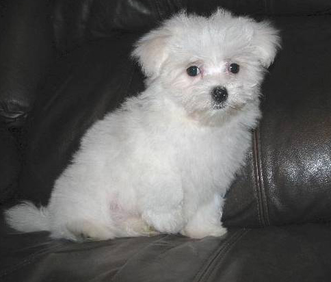 Maltese Puppies For Sale in Madurai