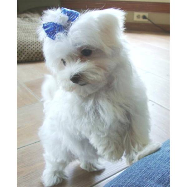 Maltese Puppies For Sale in Gurugram