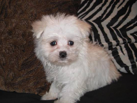 Maltese Puppies For Sale in Noida