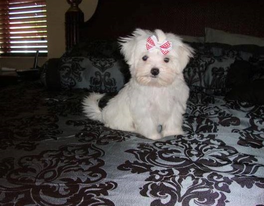 Maltese Puppies For Sale in Thiruvananthapuram