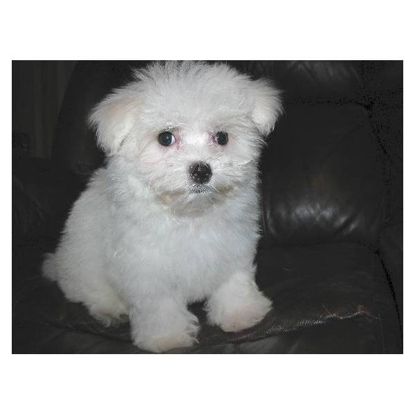 Maltese Puppies For Sale in Bangalore