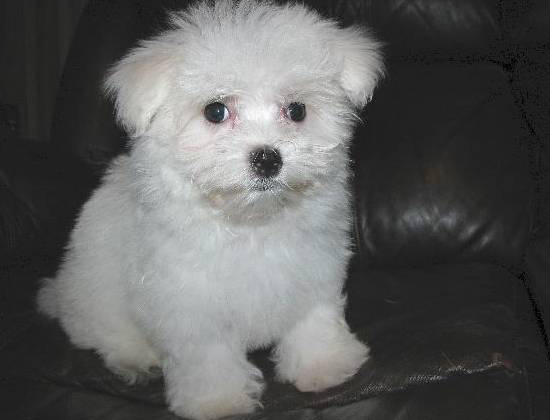 Maltese Puppies For Sale in Bhubaneswar