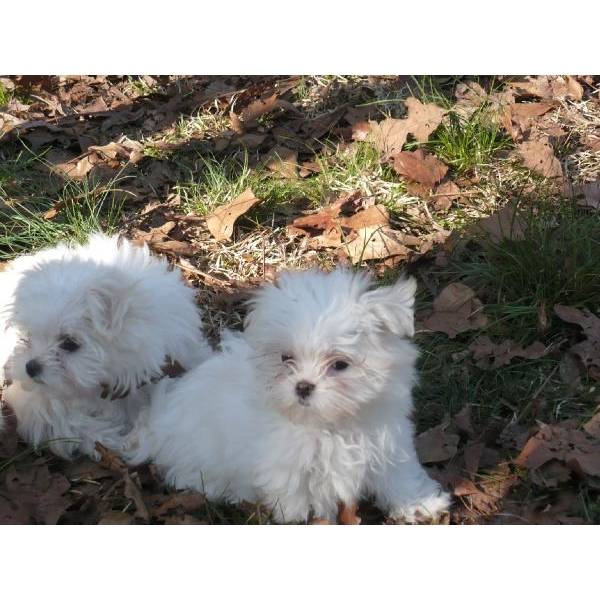 Maltese Puppies For Sale in Kolkata