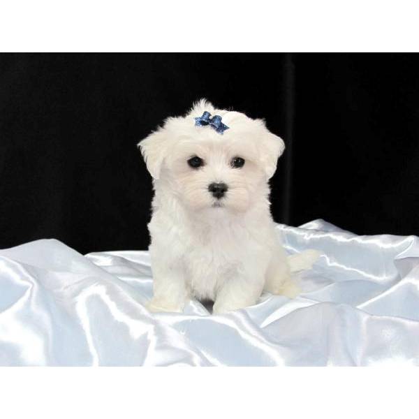 Maltese Puppies For Sale in Pune