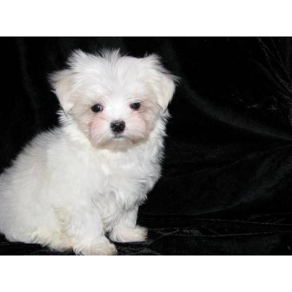 Maltese Puppies For Sale in Ahmedabad
