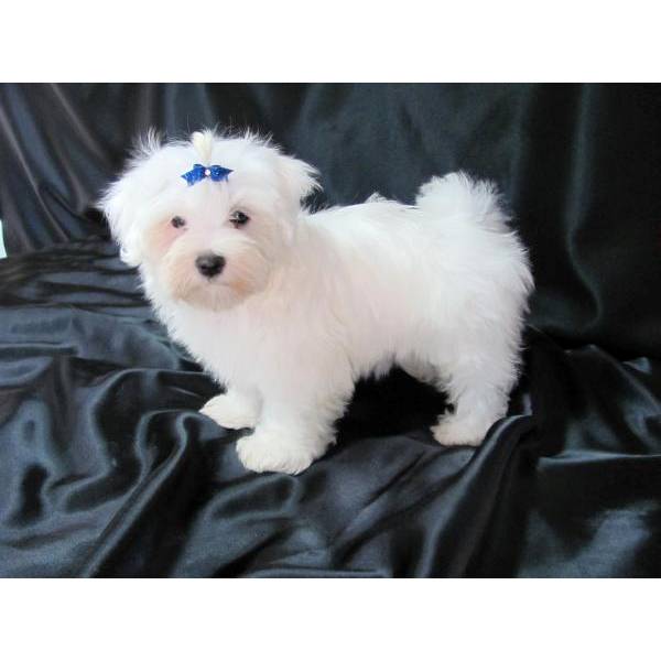 Maltese Puppies For Sale in Jaipur