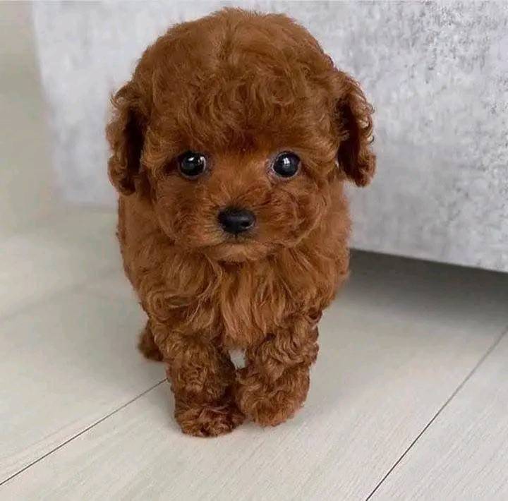 Maltipoo Puppies For Sale in Varanasi