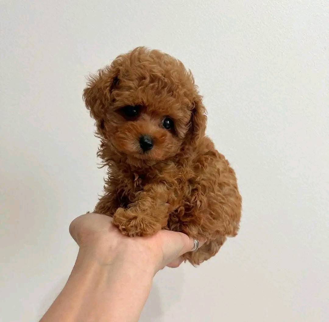 Maltipoo for Sale in Greater Kailash