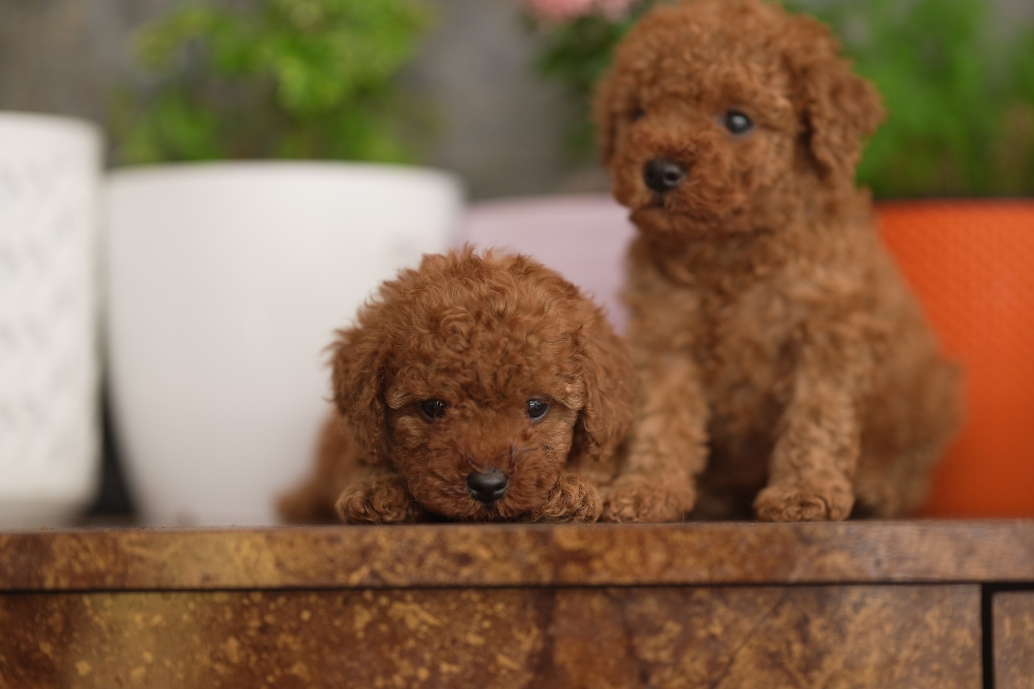 Maltipoo for Sale in Aizawl